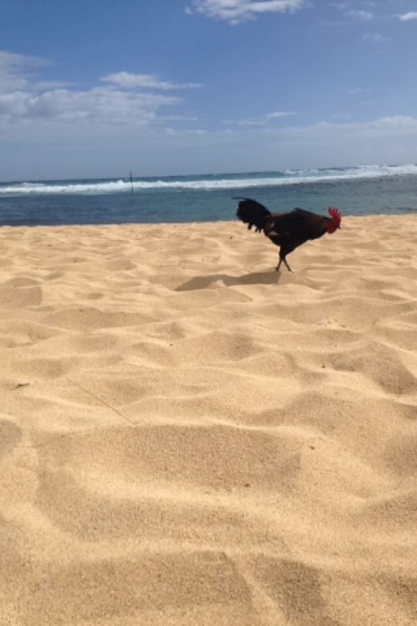 Sea+Chickens+surprise+freshman+on+trip+to+Hawaii