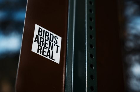 Birds Aren’t Real movement points to real-world problems