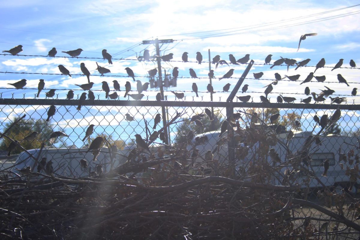 A long line of birds sits along some barbed wire as one bird just starts to fly away from the group.