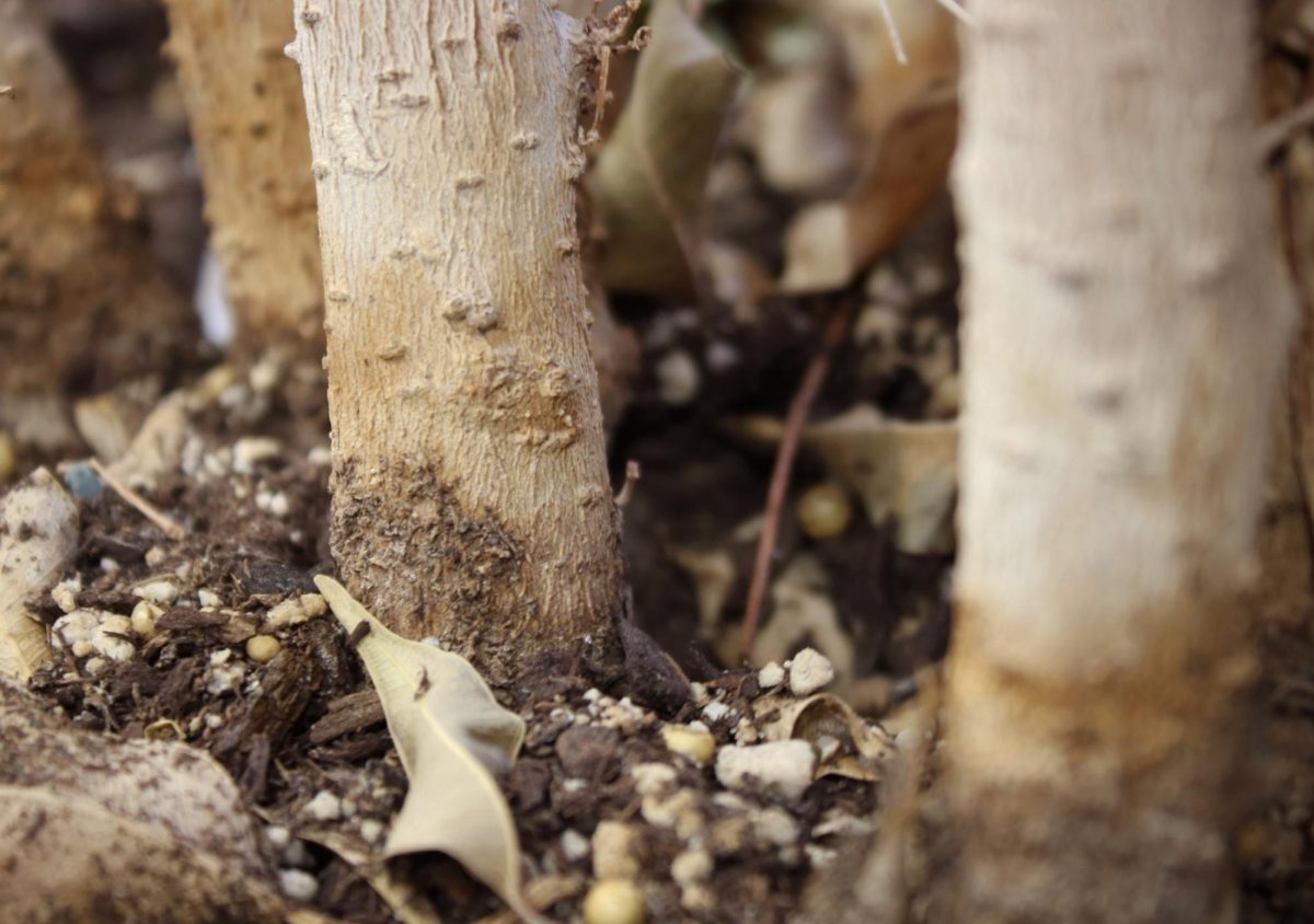 A close up detail shot of a pottery plant located in the CMR Library.
